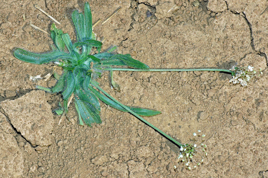 Sardegna centro-orientale (NU): Plantago lanceolata.